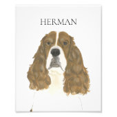 赤 & 白のイングリッシュ スプリンガー スパニエル アート フォトプリント (正面)