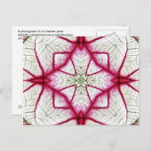 赤・白・緑のカラジウム万華鏡のように千変万化するパターン ポストカード (正面/裏面)