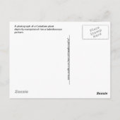 赤・白・緑のカラジウム万華鏡のように千変万化するパターン ポストカード (裏面)