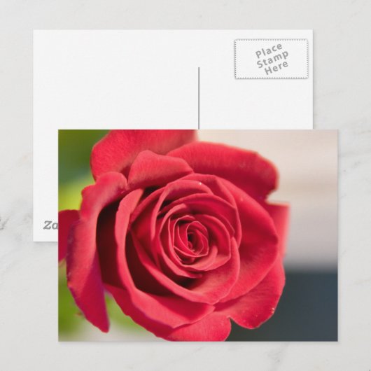 赤、赤、バラ ポストカード (正面/裏面)
