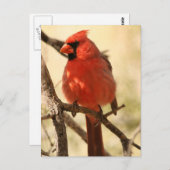 赤（鳥）ショウジョウコウカンチョウはがき ポストカード (正面/裏面)