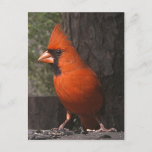 赤（鳥）ショウジョウコウカンチョウはがき ポストカード
