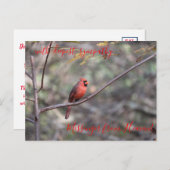 赤(鳥)ショウジョウコウカンチョウメッセンジャー天国悔やみや弔慰ポストカ ポストカード (正面/裏面)