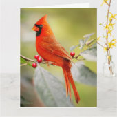 赤(鳥)ショウジョウコウカンチョウ誕生日グリーティングカード カード (黄色い花)