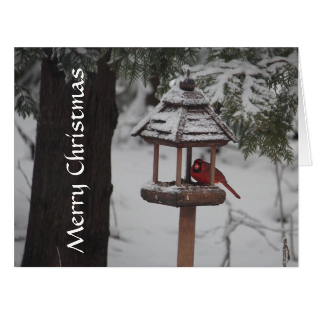 赤（鳥）ショウジョウコウカンチョウ鳥のクリスマス (正面横)