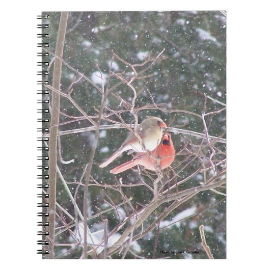 赤（鳥）ショウジョウコウカンチョウ鳥 ノートブック (正面)