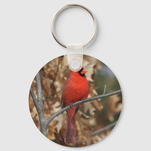赤(鳥)ショウジョウコウカンチョウ キーホルダー (正面)