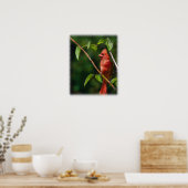 赤(鳥)ショウジョウコウカンチョウ ポスター (キッチン)