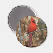 赤（鳥）ショウジョウコウカンチョウ マグネット (正面/裏面)