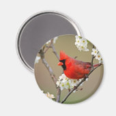 赤（鳥）ショウジョウコウカンチョウ マグネット (正面/裏面)