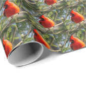 赤（鳥）ショウジョウコウカンチョウ ラッピングペーパー (ロールコーナー)