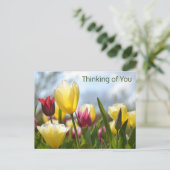 赤、黄、ピンク考えのチューリップ シーズンポストカード (スタンド正面)