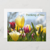 赤、黄、ピンク考えのチューリップ シーズンポストカード (正面/裏面)