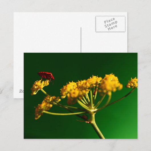 赤 – 黄 – 緑 ポストカード (正面/裏面)