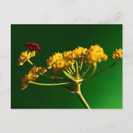 赤 – 黄 – 緑 ポストカード (正面)