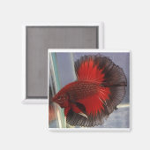 赤/黒蝶ハーフムーン マグネット (正面/裏面)