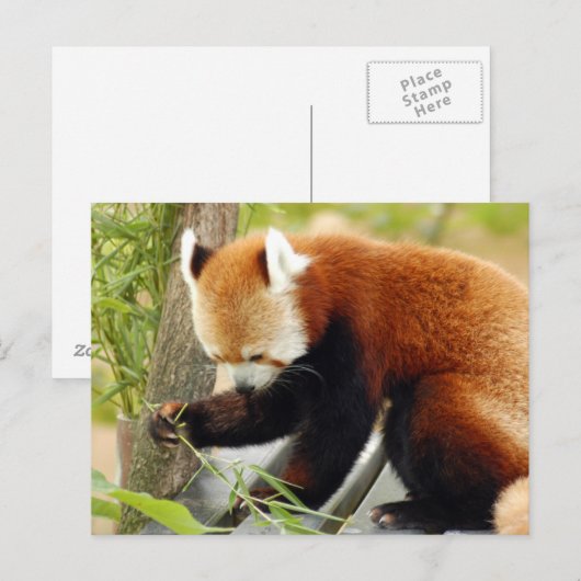 赤 – panda-029 ポストカード (正面/裏面)
