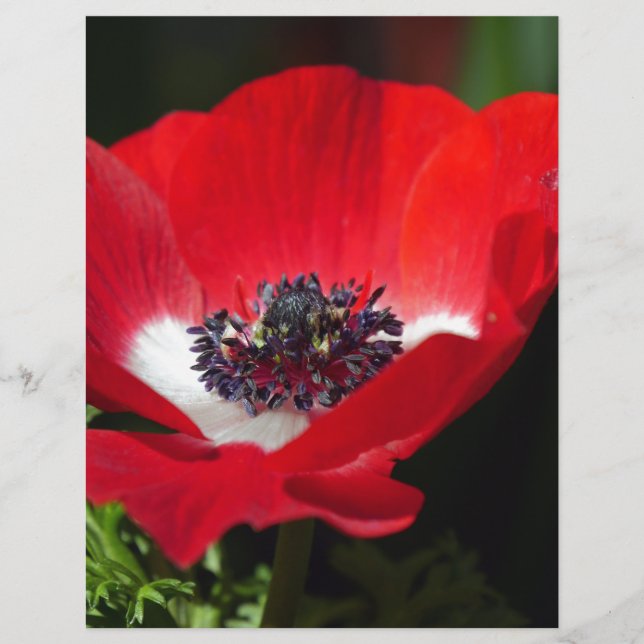 赤Anemone.JPG (正面)