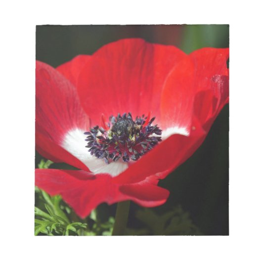 赤Anemone.JPG ノートパッド (正面)