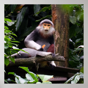 赤Shanked Douc Langur Monkeyポスター ポスター