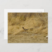 走のロードランナーはがき ポストカード (正面/裏面)