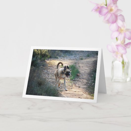 走る犬とジャンピング犬 カード (蘭)