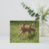 走る狐 ポストカード (スタンド正面)