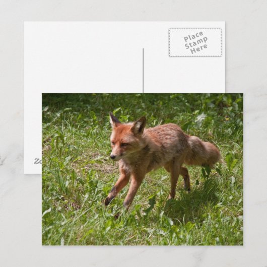 走る狐 ポストカード (正面/裏面)