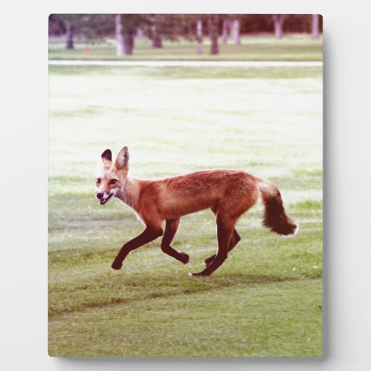 走る赤い狐の写真 フォトプラーク (正面)