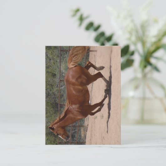 走る馬 ポストカード (スタンド正面)