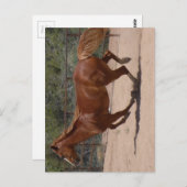 走る馬 ポストカード (正面/裏面)