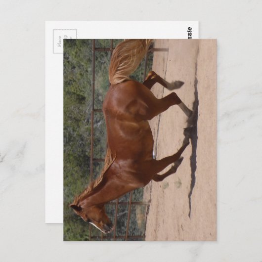 走る馬 ポストカード (正面/裏面)
