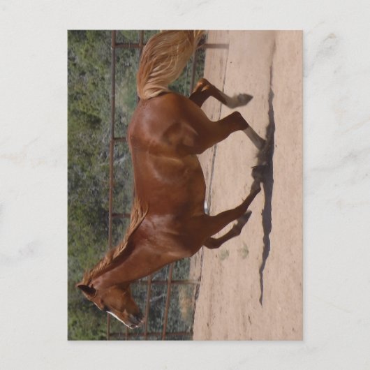 走る馬 ポストカード (正面)