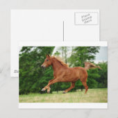 走ベビー走 ポストカード (正面/裏面)