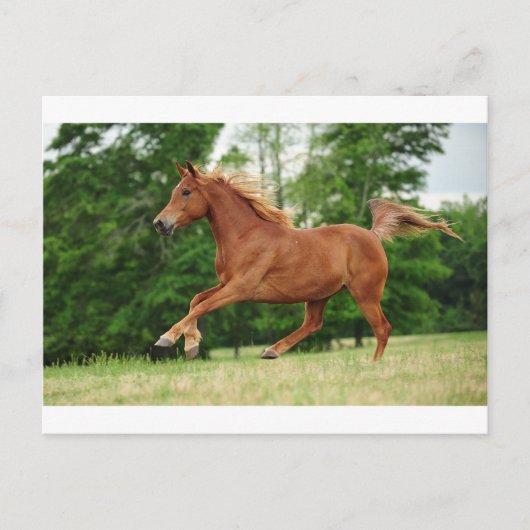 走ベビー走 ポストカード (正面)