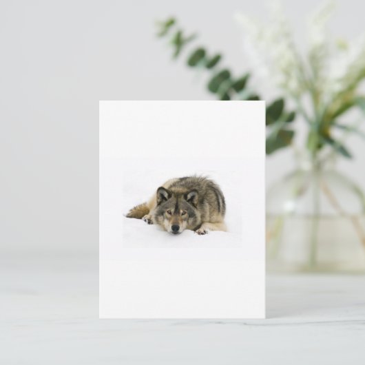 走狼と ポストカード (スタンド正面)