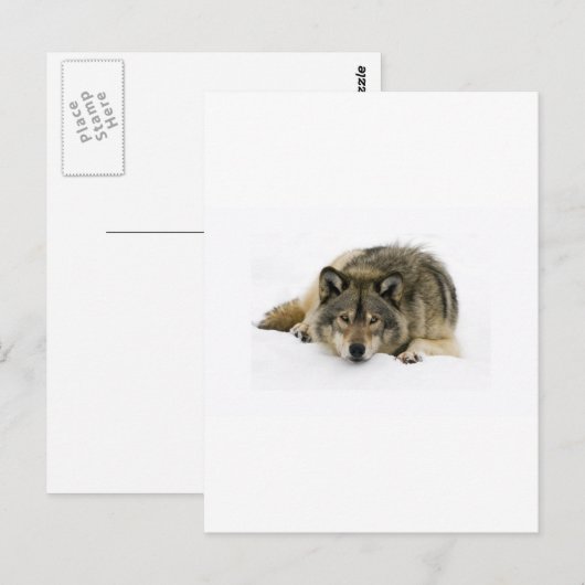 走狼と ポストカード (正面/裏面)