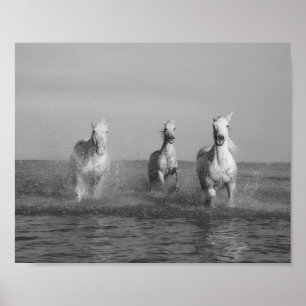 走白馬,海,アート素晴らし写真 ポスター
