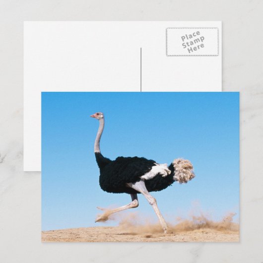 走走葉書 ポストカード (正面/裏面)