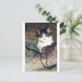 起動時のネコ ポストカード (スタンド正面)