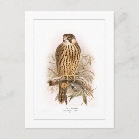 趣味 ポストカード (正面)