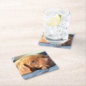 足で休んでいるVizslaの子犬 スクエアペーパーコースター (インサイチュ)