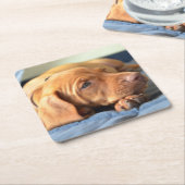 足で休んでいるVizslaの子犬 スクエアペーパーコースター (アングル)