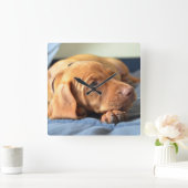 足で休んでいるVizslaの子犬 スクエア壁時計 (ホーム)