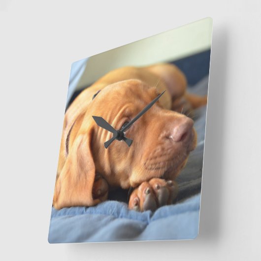 足で休んでいるVizslaの子犬 スクエア壁時計 (傾斜)