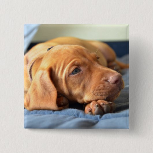 足で休んでいるVizslaの子犬 缶バッジ (正面)