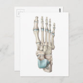足の骨の構造 ポストカード (正面/裏面)