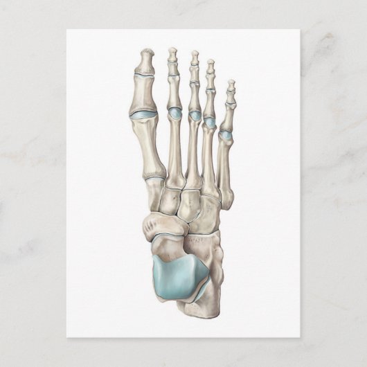 足の骨の構造 ポストカード (正面)