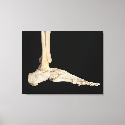足の骨 キャンバスプリント (正面)