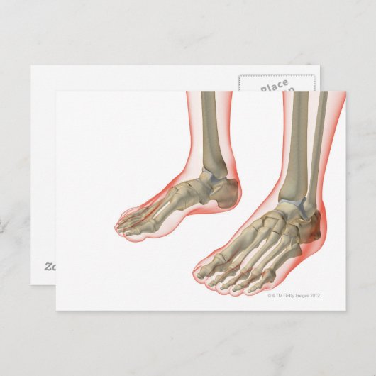 足の骨 ポストカード (正面/裏面)